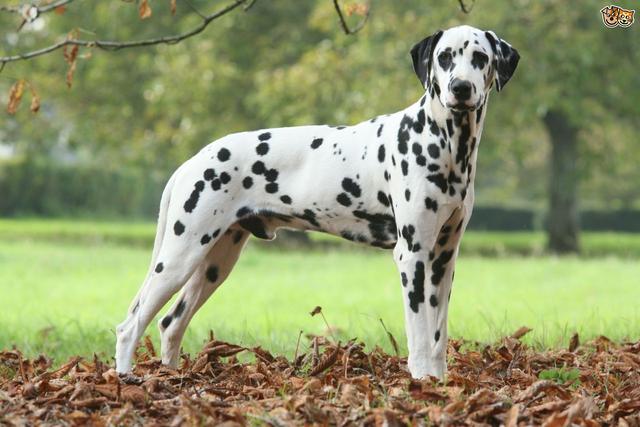 土佐斗犬能养吗:{无声斗犬日本士佐}狗的特性是什末？