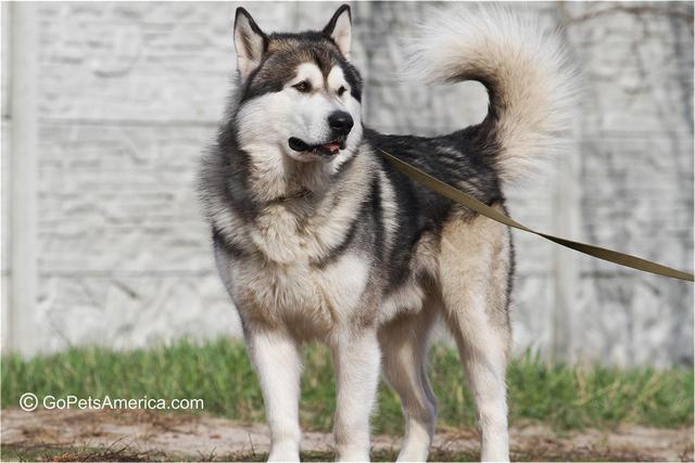 土佐斗犬能养吗:{无声斗犬日本士佐}狗的特性是什末？