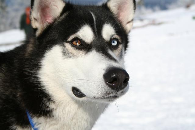 土佐斗犬能养吗:{无声斗犬日本士佐}狗的特性是什末？