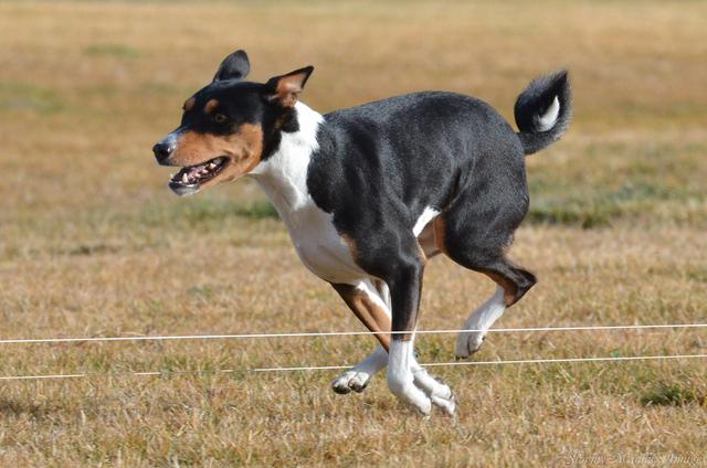 敖犬个人资料狗哥:哪些品种的狗比较危险需要远离？