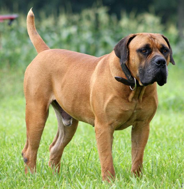 土佐斗犬能养吗:{无声斗犬日本士佐}狗的特性是什末？