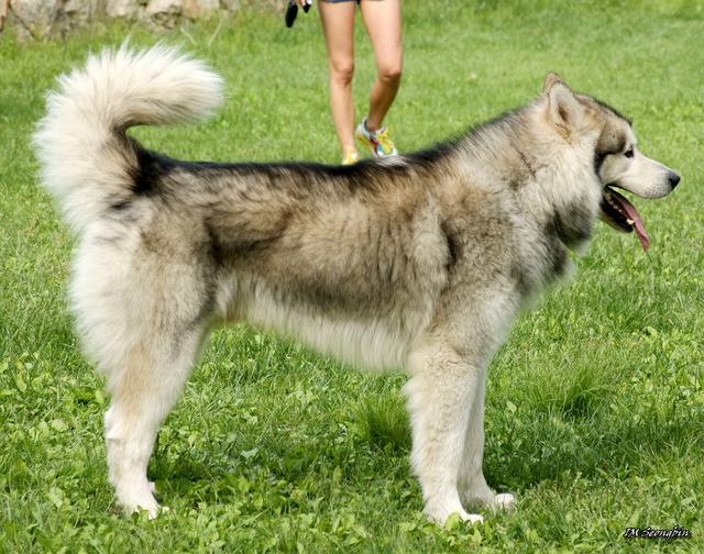 土佐斗犬能养吗:{无声斗犬日本士佐}狗的特性是什末？