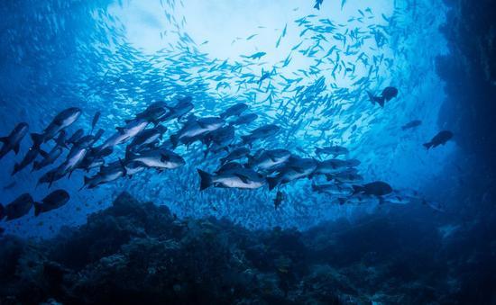 蒙眼海水鱼泡淡水:养海鱼做宠物鱼，要用哪种水？可以在淡水里加盐代替海水吗？ 海水鱼泡淡水后蒙眼了