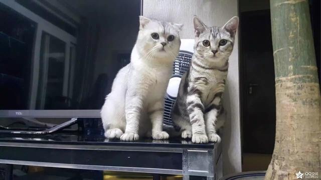 家猫多少钱:养猫一年的花费能有多少？