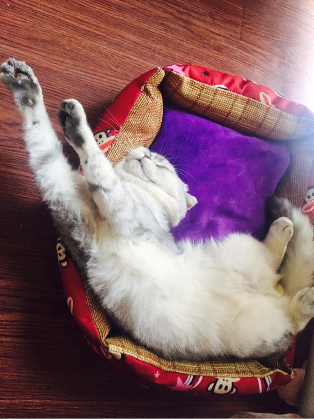 家猫多少钱:养猫一年的花费能有多少？