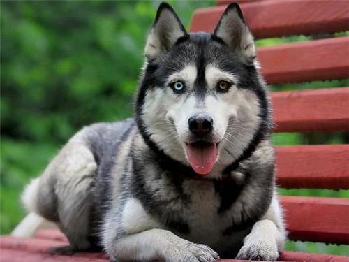 日本土佐犬90kg:哪些品种的狗比较危险需要远离？