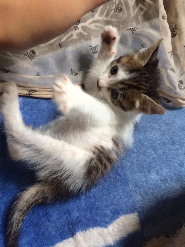 太原收养流浪猫狗:你会领养一只流浪猫或流浪狗吗？为什么？