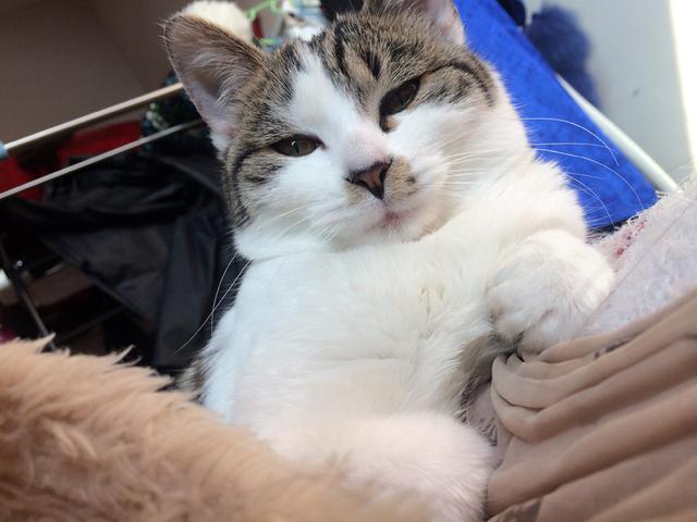 太原收养流浪猫狗:你会领养一只流浪猫或流浪狗吗？为什么？