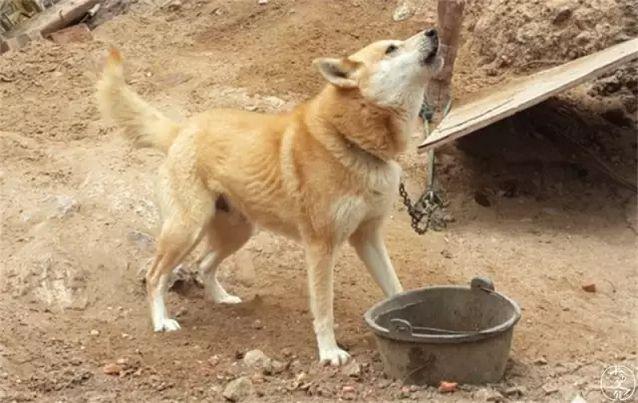 上海凯利蓝梗俱乐部:凯利蓝梗犬哪里有卖 为什么我们瞧不上土狗呢？