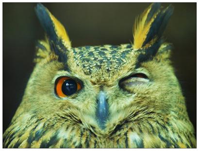 头条问答 - 孩子问:"猫头鹰为什么要睁一只眼闭一只眼?"怎么回答啊?