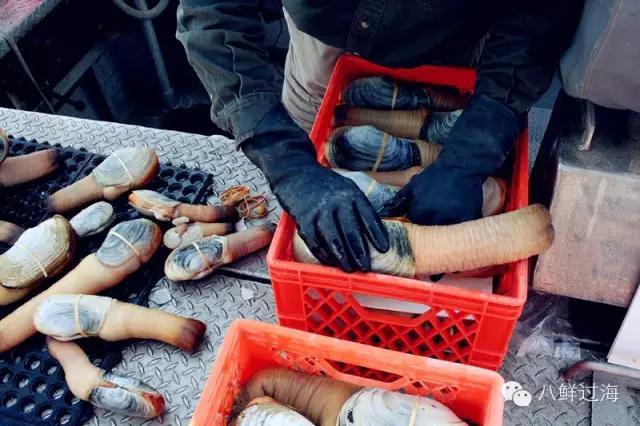 海笋是一种什么东西，象拔蚌为啥这么贵有啥营养？
