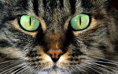 猫咪猎手:为什么猫是最厉害的猎手？