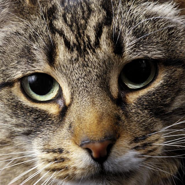 猫咪猎手:为什么猫是最厉害的猎手？