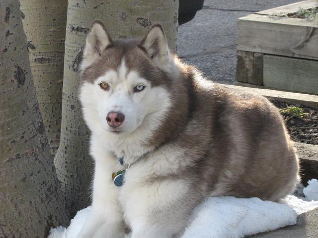 土佐斗犬能养吗:{无声斗犬日本士佐}狗的特性是什末？
