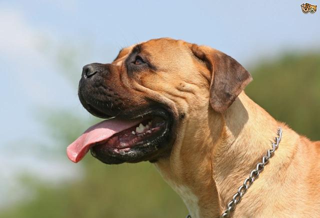 土佐斗犬能养吗:{无声斗犬日本士佐}狗的特性是什末？