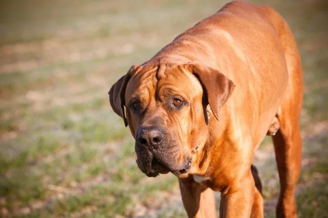 土佐斗犬能养吗:{无声斗犬日本士佐}狗的特性是什末？