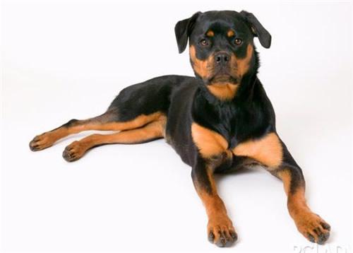 日本土佐犬90kg:哪些品种的狗比较危险需要远离？