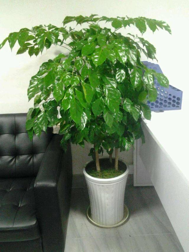 室内净化空气植物盆栽:室内可以养哪些大型的盆栽绿植？
