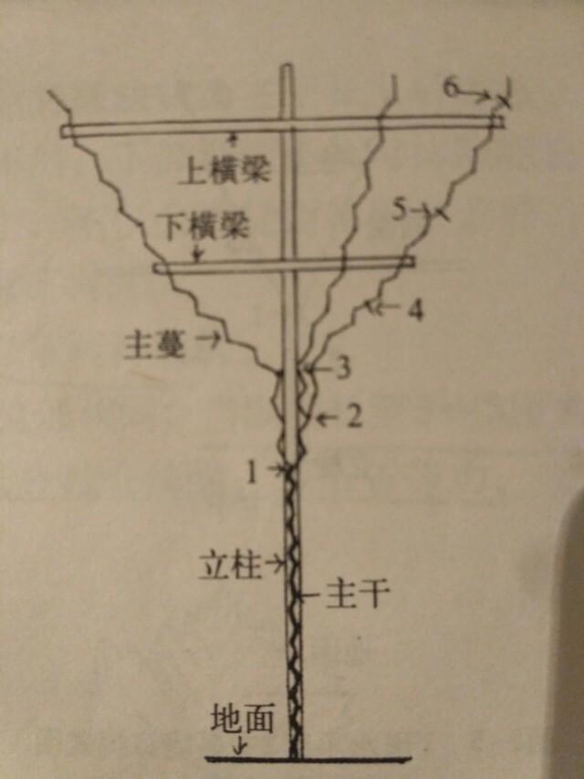 南方葡萄种植技术大全:怎样管理能使葡萄苗快速生长？