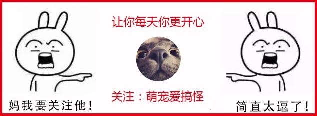 一个月的萨摩耶犬多少钱一只:普通人养一只萨摩耶犬一年需要花费多少钱？