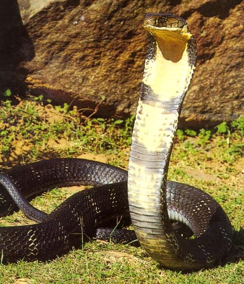 金环蛇和银环蛇:金环蛇和银环蛇哪个毒 蛇类单挑排行榜是什么顺序？