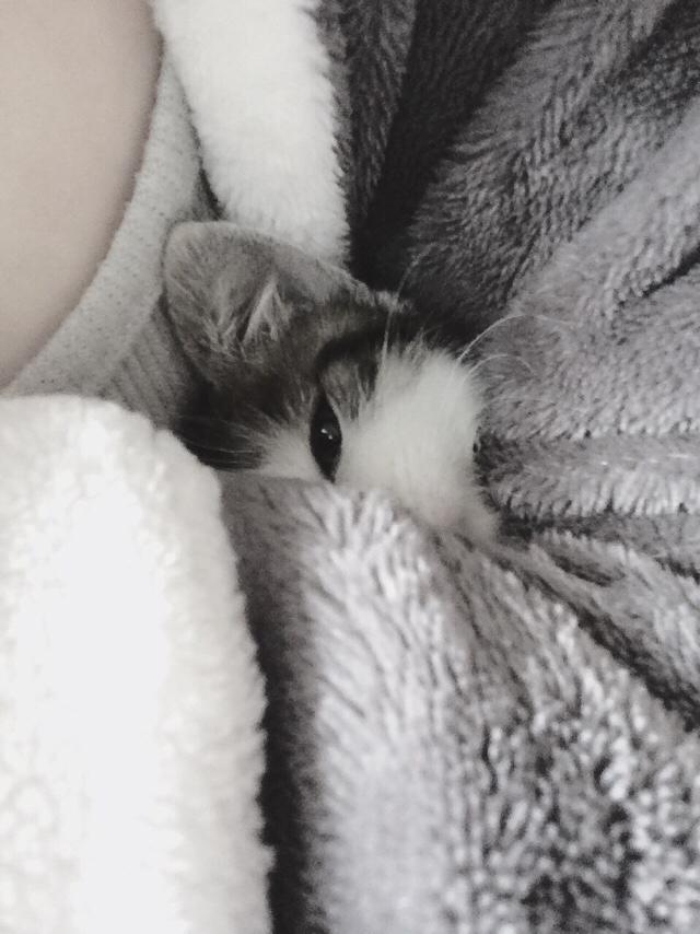 太原收养流浪猫狗:你会领养一只流浪猫或流浪狗吗？为什么？
