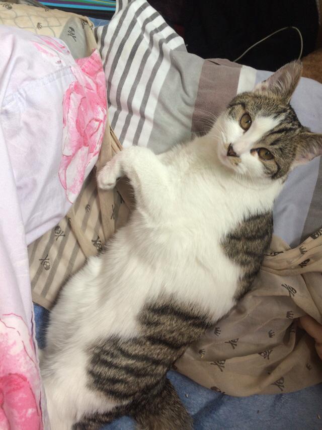 太原收养流浪猫狗:你会领养一只流浪猫或流浪狗吗？为什么？