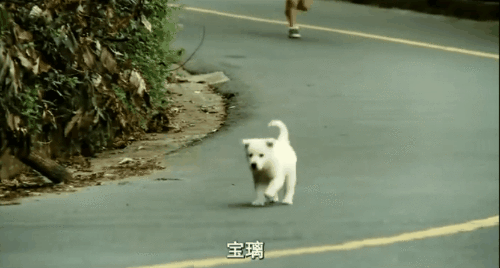 献给南极雪橇狗影片:讲一群南极雪橇狗的电影 有哪些关于狗的感人电影？