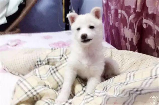 gogo中国名狗:为什么我们瞧不上土狗呢？