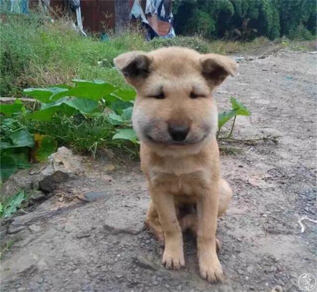 上海凯利蓝梗俱乐部:凯利蓝梗犬哪里有卖 为什么我们瞧不上土狗呢？