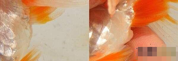 观赏鱼的图片:如果想养鱼，哪种鱼最好养？ 观赏鱼的图片及价格