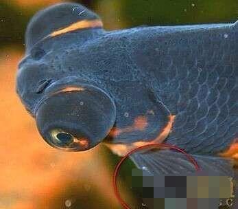 观赏鱼的图片:如果想养鱼，哪种鱼最好养？ 观赏鱼的图片及价格