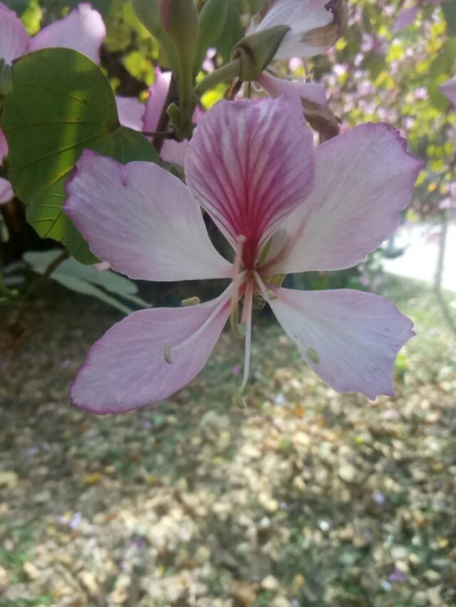 邯大主教楼:鼓浪屿一日游，值得玩的景点有哪些