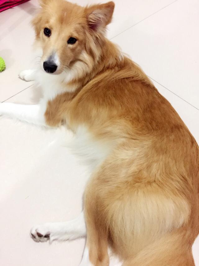 睡狗:狗睡主人床，会影响狗心里主人的地位吗？