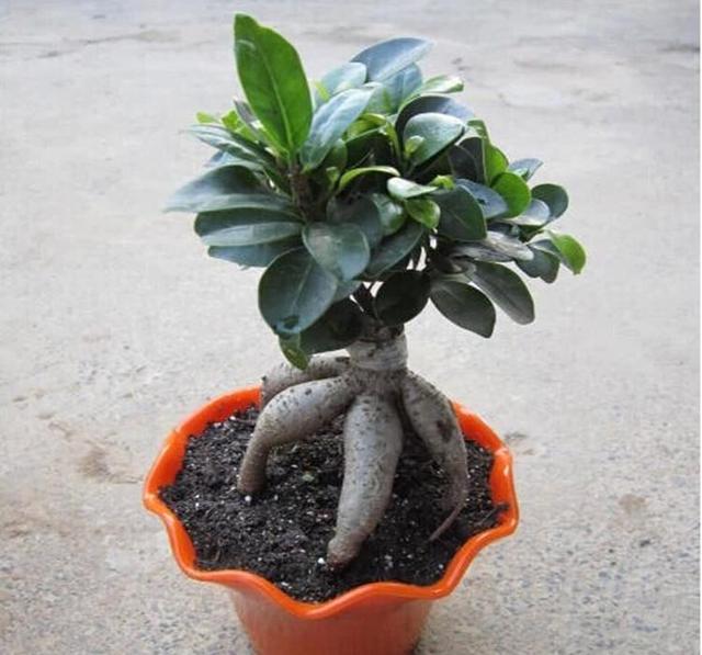 求救,小伙伴们有没有适合做盆栽的小型植物？