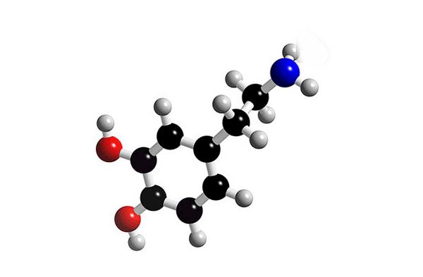 恋爱时分泌的多巴胺,到底是什么？有什么用？