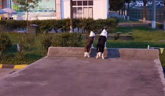 北京可以养边界牧羊犬吗:北京可以养边境牧羊犬吗 想养一只边牧，请问有什么需要注意的地方吗？