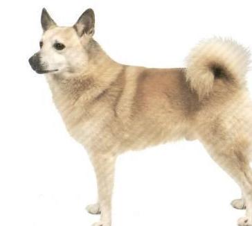 京巴狗的性格特点:中华田园犬在国外是什么犬？