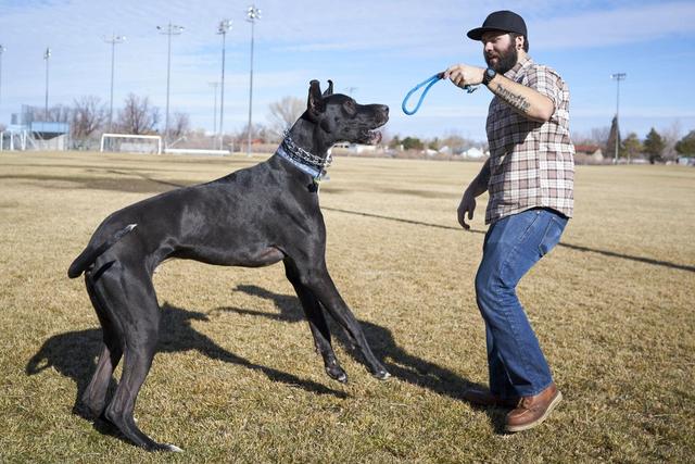 敖犬个人资料狗哥:哪些品种的狗比较危险需要远离？