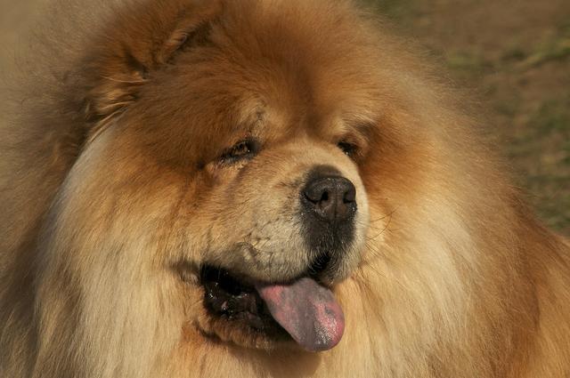 土佐斗犬能养吗:{无声斗犬日本士佐}狗的特性是什末？