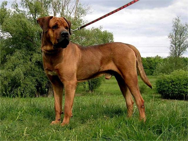 土佐斗犬能养吗:{无声斗犬日本士佐}狗的特性是什末？