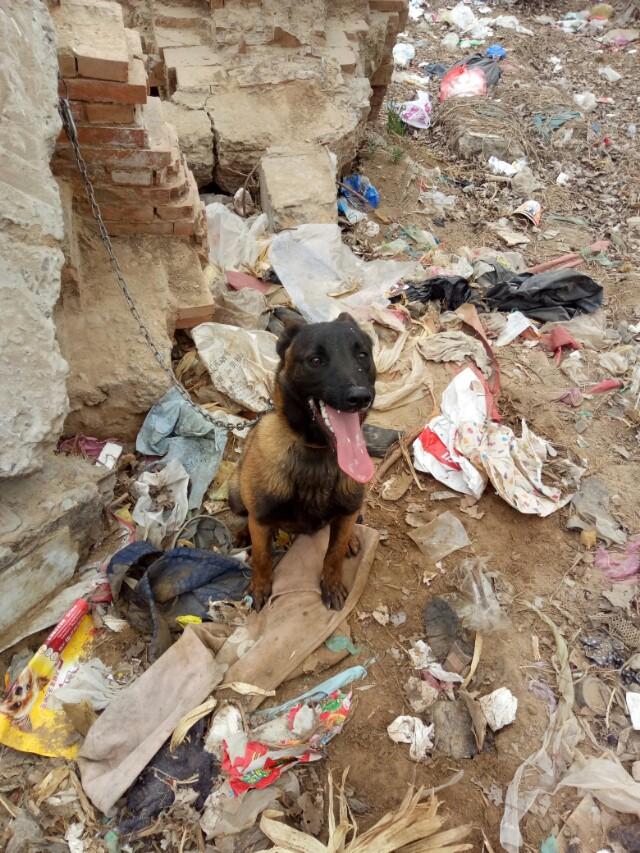 哪些猛犬不容易被驯服？