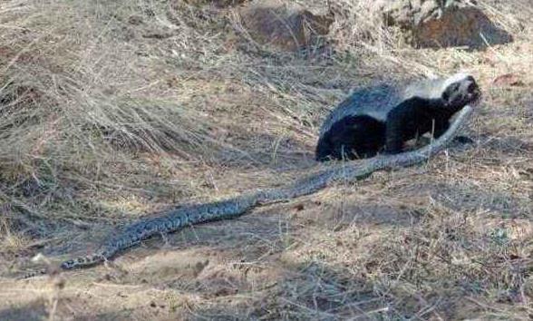 动物界的新霸主, 平头哥出现, 看来不是大型动物才能称霸？