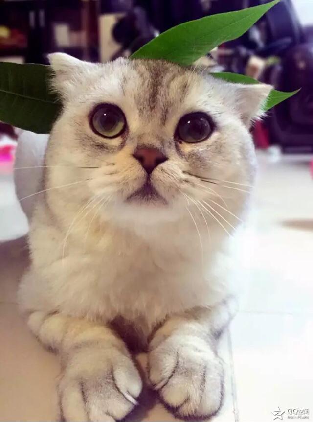 小卡尔特猫多少钱:养猫一年的花费能有多少？