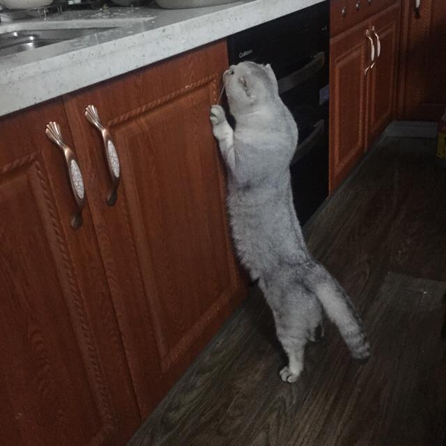 家猫多少钱:养猫一年的花费能有多少？