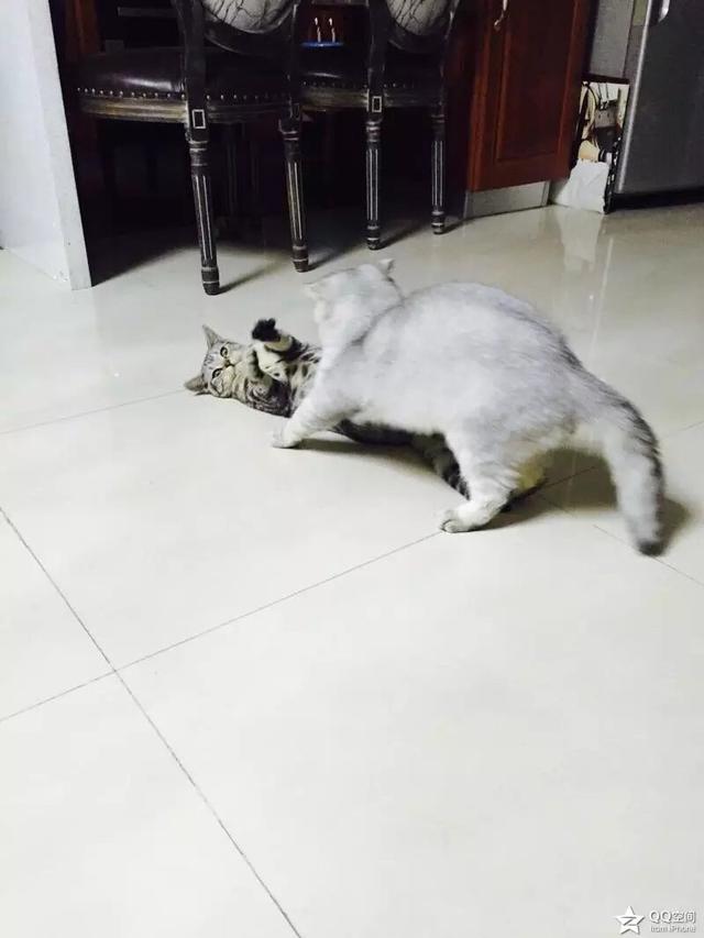 家猫多少钱:养猫一年的花费能有多少？