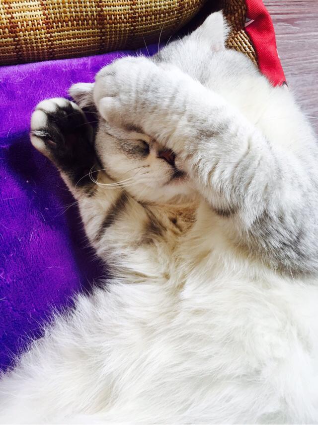 家猫多少钱:养猫一年的花费能有多少？