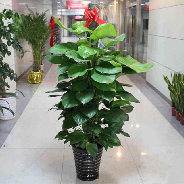 室内净化空气植物盆栽:室内可以养哪些大型的盆栽绿植？