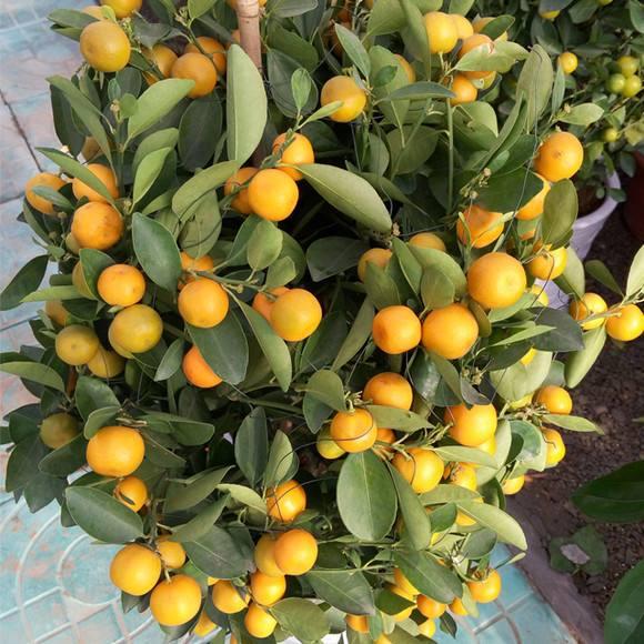 什么花聚财好运:#好物过冬#哪些适合家庭养的植物寓意着好运？