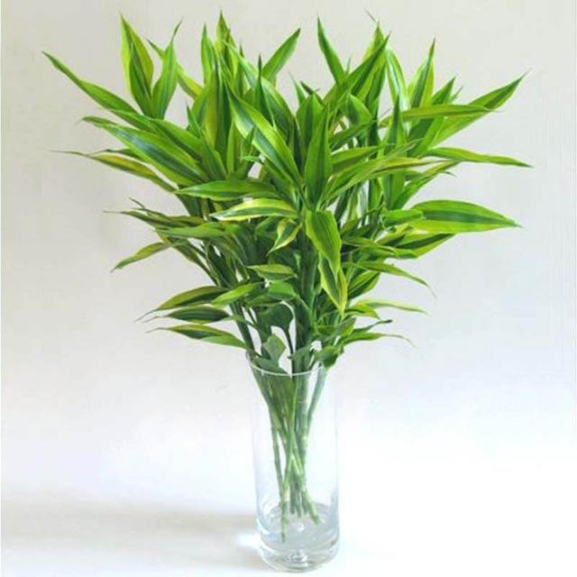 什么花聚财好运:#好物过冬#哪些适合家庭养的植物寓意着好运？